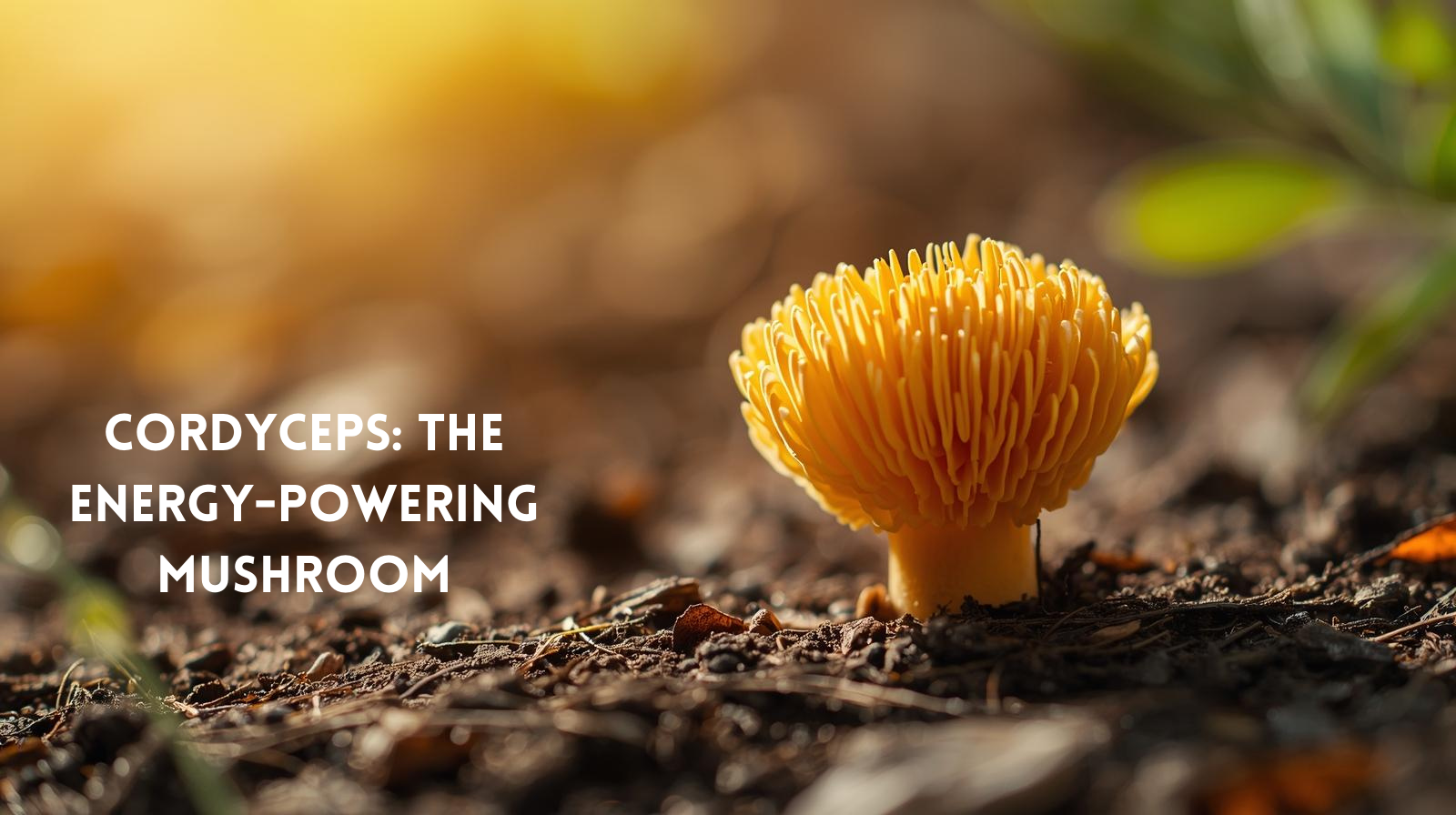 Why Cordyceps UK Supplements Supercharge Your Energy and Endurance