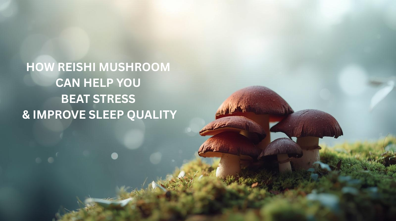 How Reishi Supplements UK Help You Beat Stress and Sleep Better